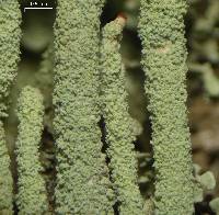 Cladonia umbricola image