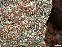 Lecanora semitensis image