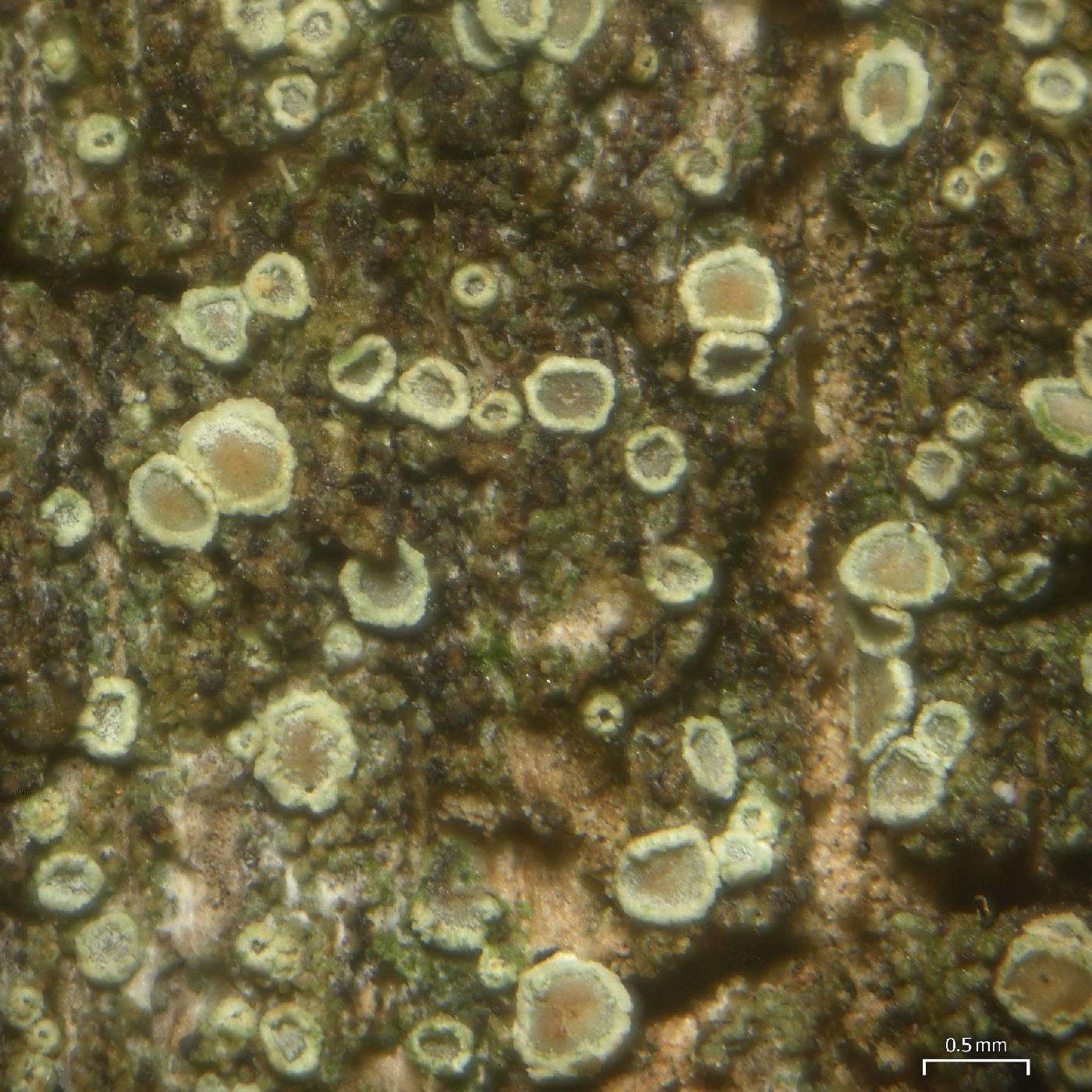 Lecanora coniferarum image