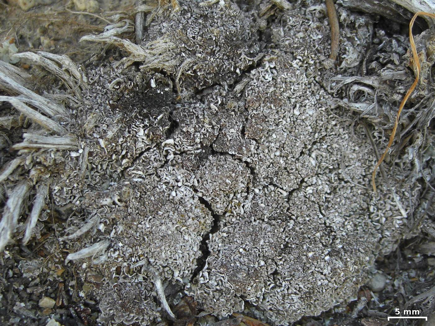 Cladonia scotteri image