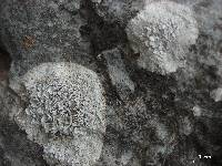 Lecanora neodegelii image