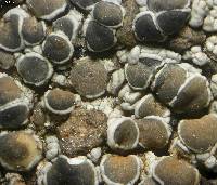 Lecanora cenisia image