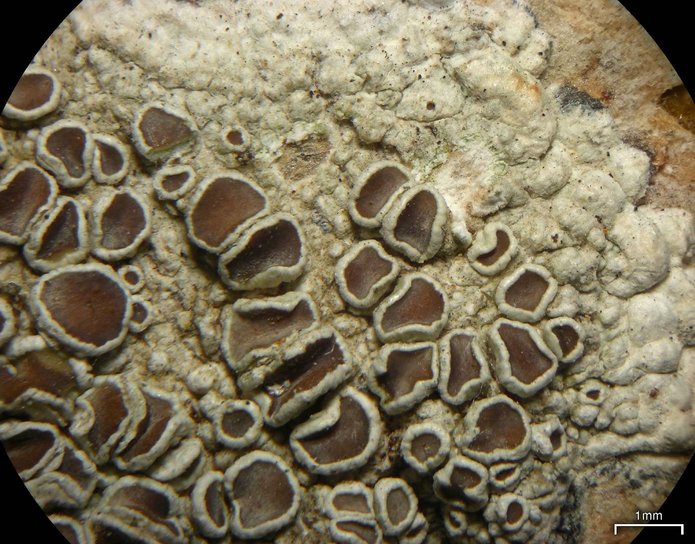 Lecanora rugosella image