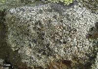 Lecanora rupicola image