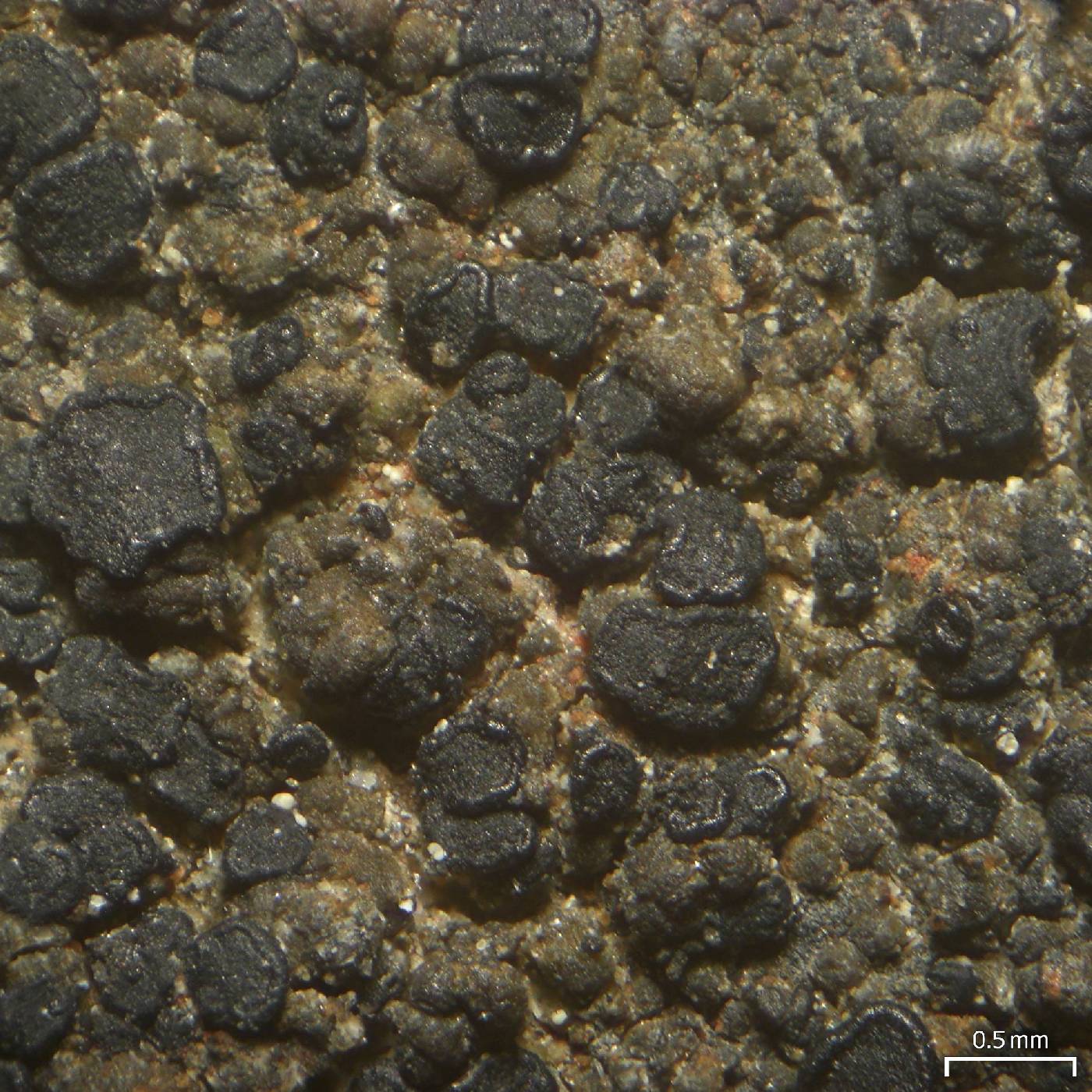 Carbonea assimilis image