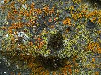 Lecanora reagens image