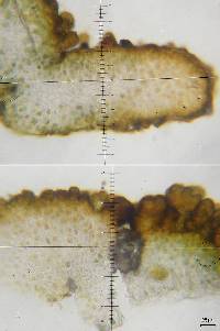 Lichinella granulosa image