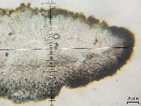 Caloplaca exsecuta image