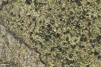 Ropalospora chlorantha image