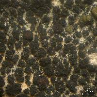 Stromatella bermudana image