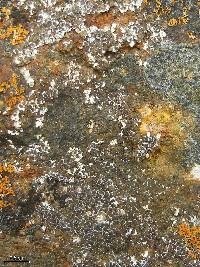 Acarospora bullata image