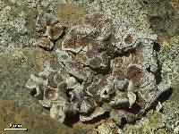 Glypholecia scabra image