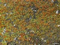 Lecanora reagens image