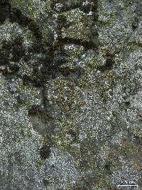 Lecanora reagens image