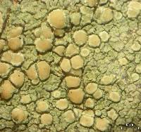 Lecanora polytropa image