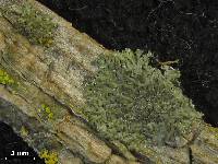 Phaeophyscia nigricans image