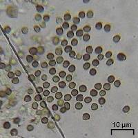 Lichenoconium lecanorae image