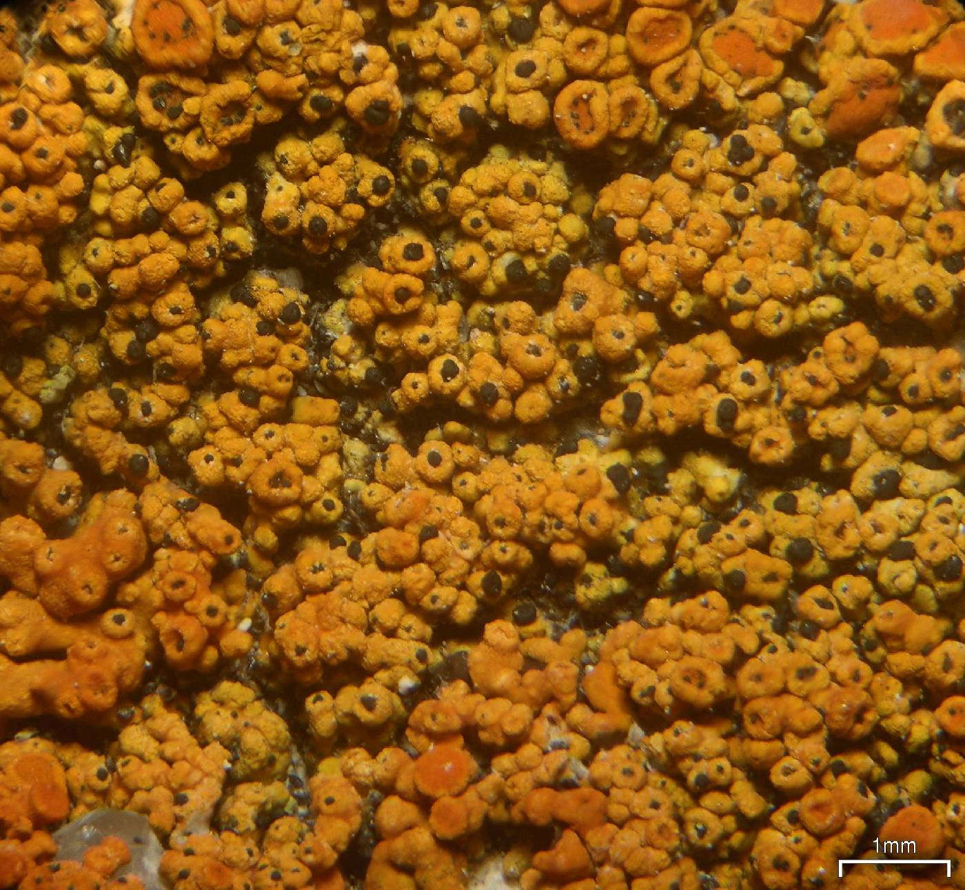 Zwackhiomyces coepulonus image