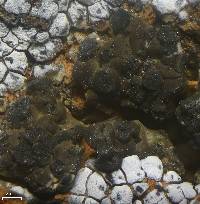 Image of Rinodina pycnocarpa
