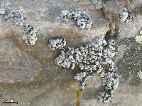 Lecanora subcavicola image