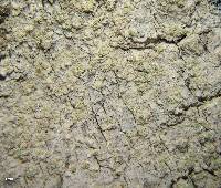 Lecanora impudens image