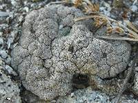 Cladonia cariosa image