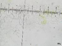 Lecanora subcavicola image