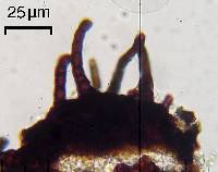 Sphaerellothecium reticulatum image