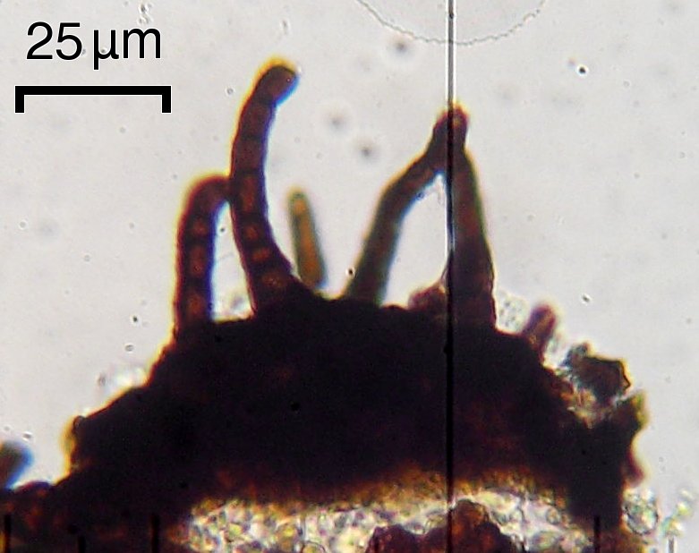 Sphaerellothecium reticulatum image