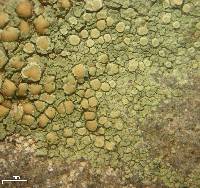 Lecanora polytropa image