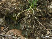 Peltigera rufescens image