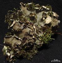 Peltigera ponojensis image