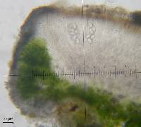 Pyrenodesmia albovariegata image