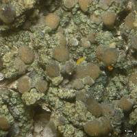 Lecanora saligna image