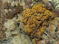 Candelariella rosulans image