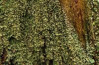 Cladonia incrassata image