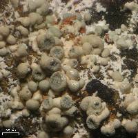 Lecanora swartzii image