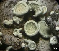 Lecanora thallophila image