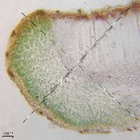 Scytinium plicatile image