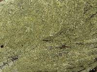 Lecanora simeonensis image