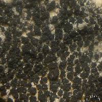Stromatella bermudana image