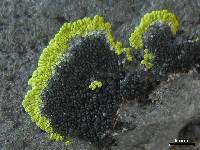 Image of Carbonea assimilis