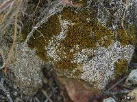 Cladonia scotteri image