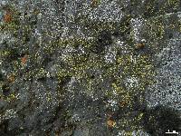 Lecanora reagens image