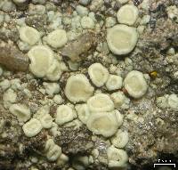 Lecanora polytropa image