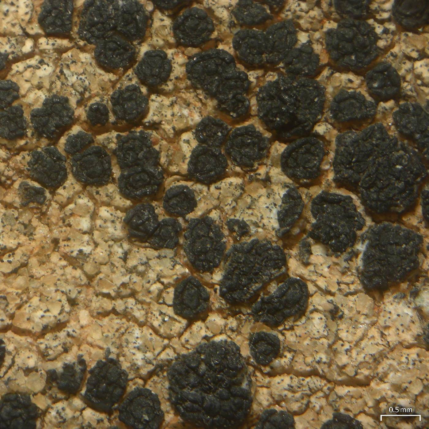 Acarospora gyrocarpa image