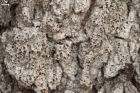 Lecanora imshaugii image