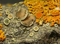 Lecanora laxa image