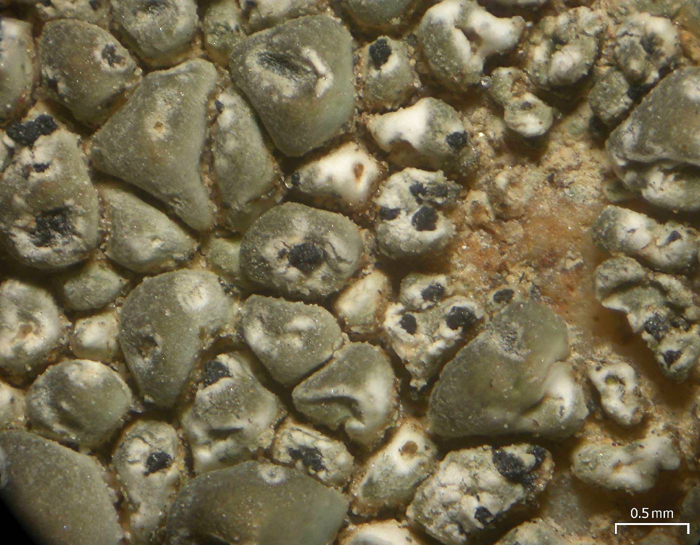 Lichenochora verrucicola image