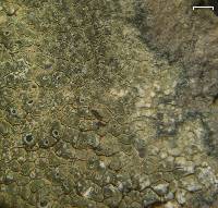 Aspicilia phaea image